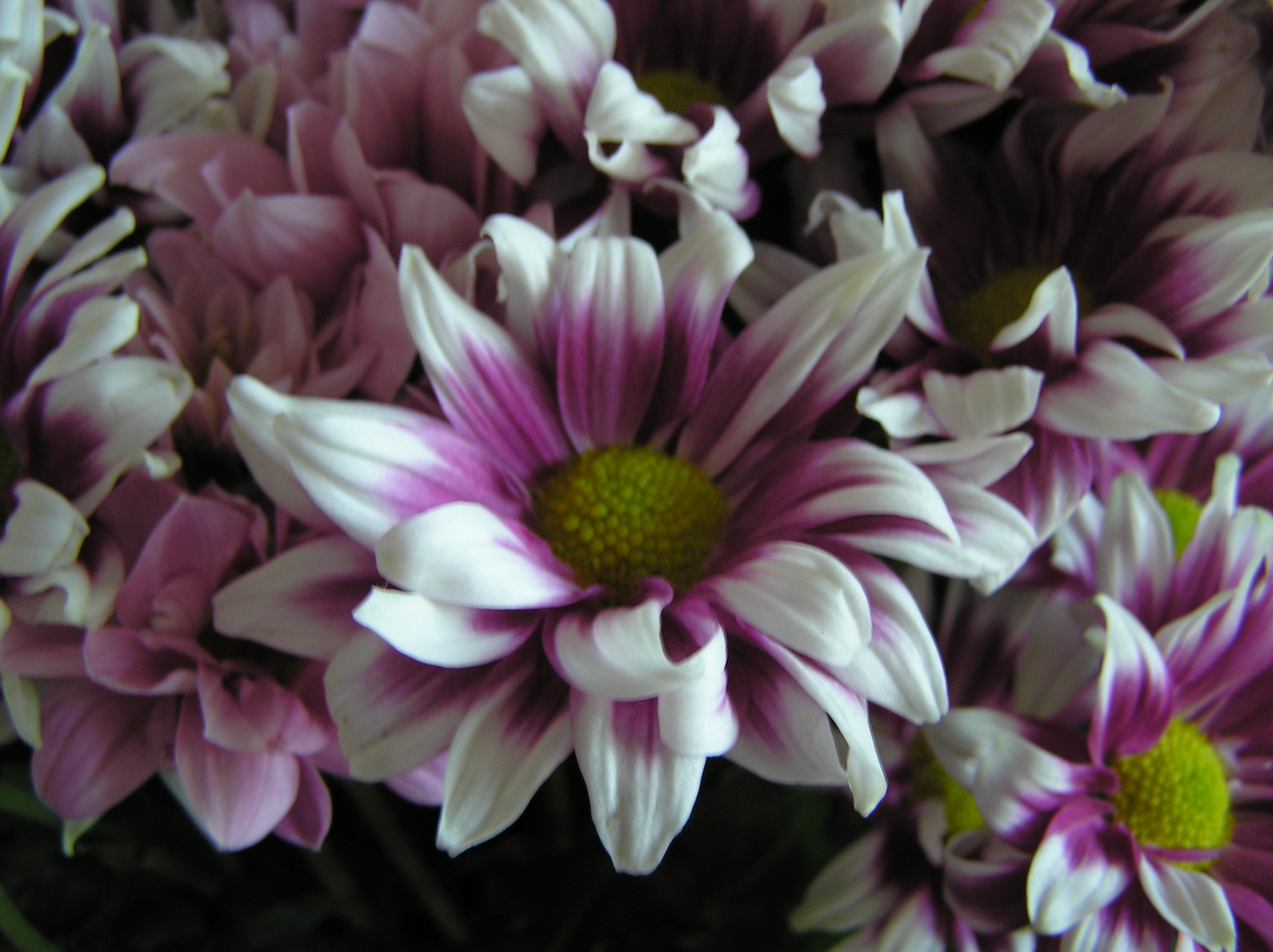 flowers 2