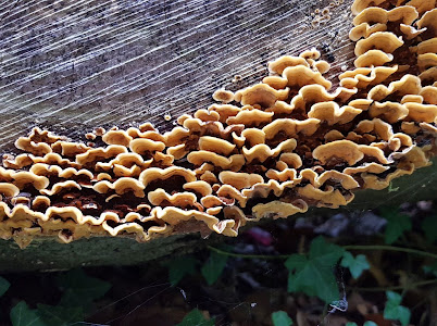 ChildwallWoodswalk 1