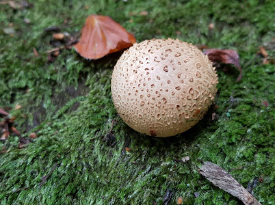 ChildwallWoodswalk 5