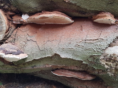 ChildwallWoodswalk 6